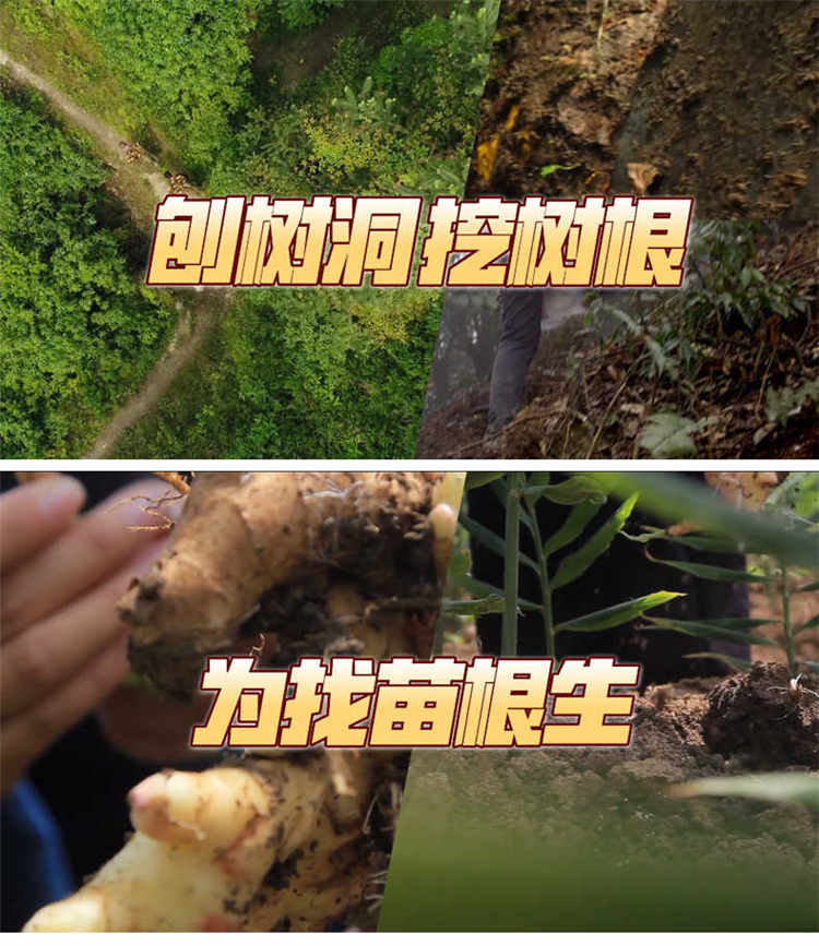 印尼苗根生7.jpg